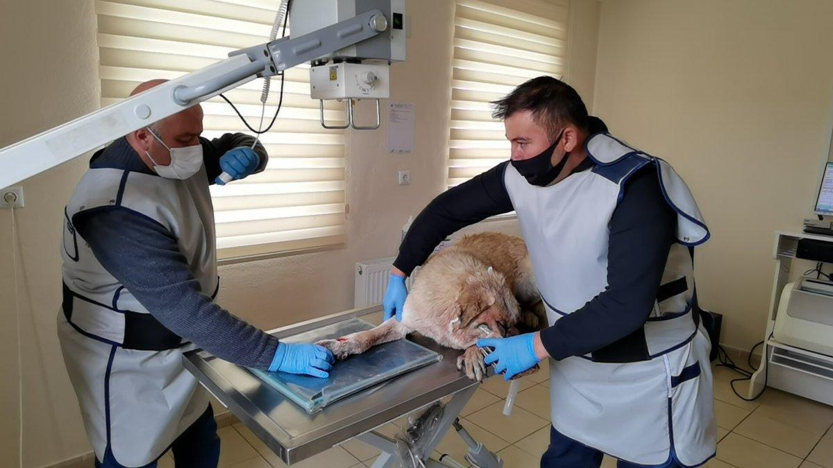 Bursa’da sokak köpeğine pitbull saldırdı