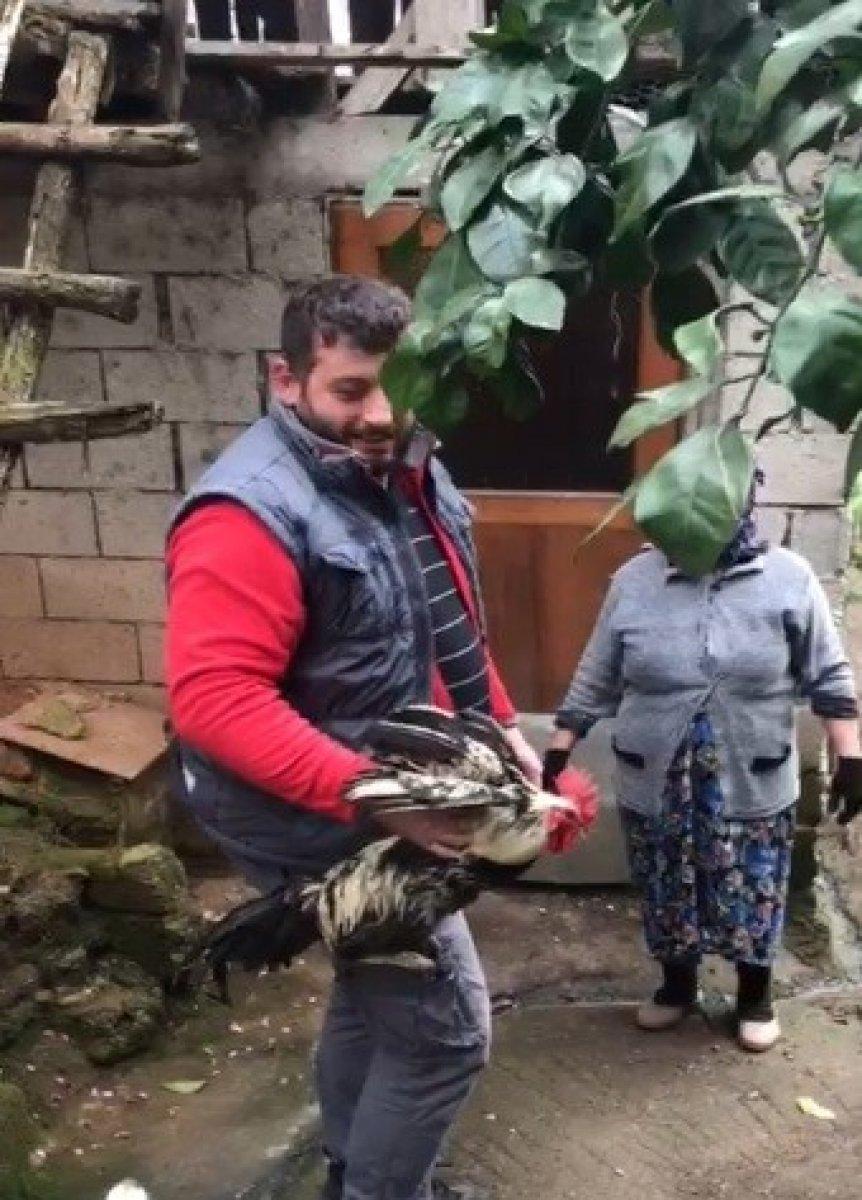 Trabzon'da 'anne' diye bağıran horoz kesilmekten son anda kurtuldu