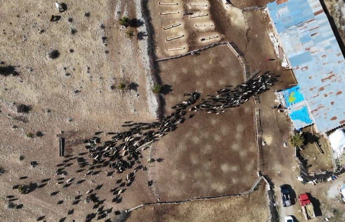 Hemşin koyunu Artvin'in vazgeçilmezi