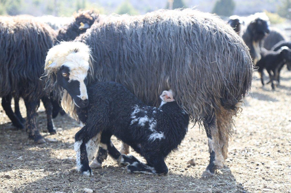 Hemşin koyunu Artvin'in vazgeçilmezi
