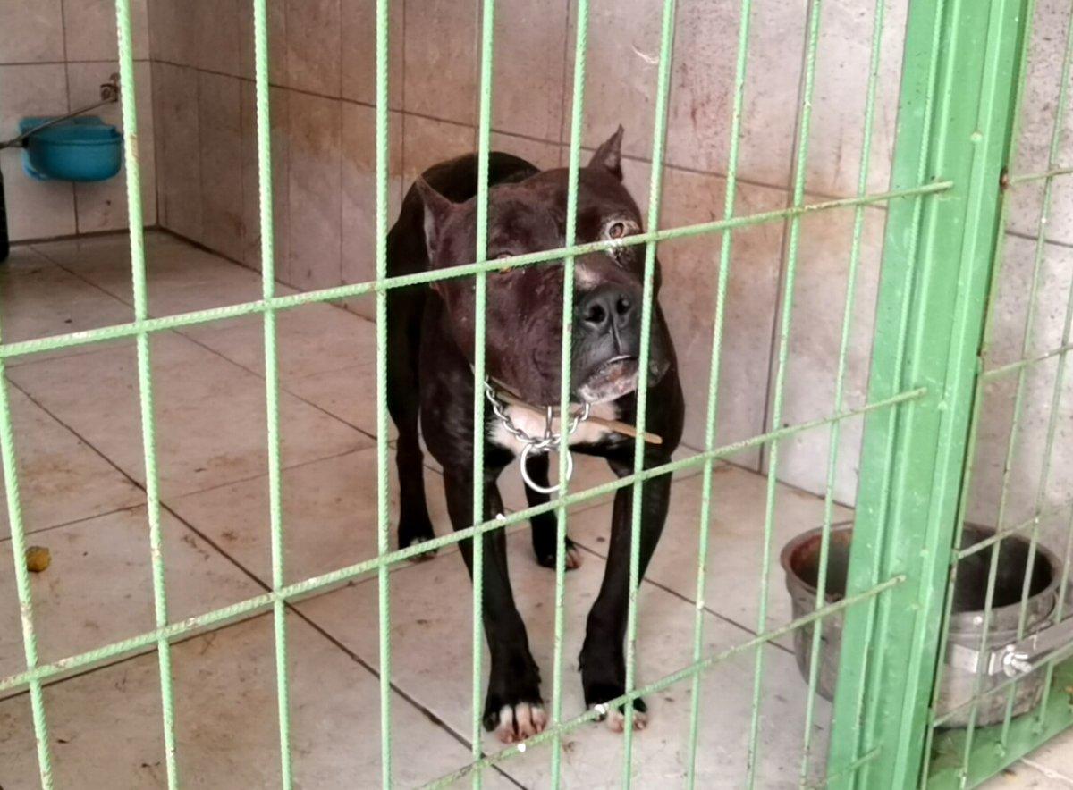 Bursa’da sokak köpeğine pitbull saldırdı