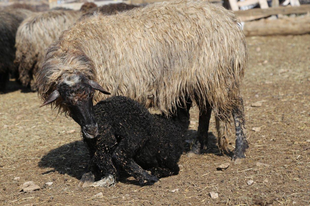 Hemşin koyunu Artvin'in vazgeçilmezi