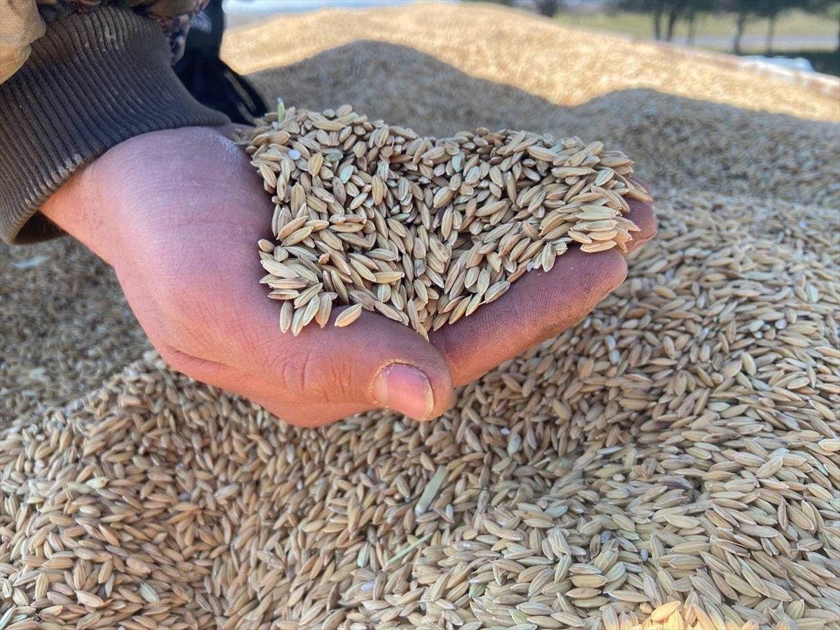 Edirne'de çeltik üreticisi TMO'ya teslimata başladı