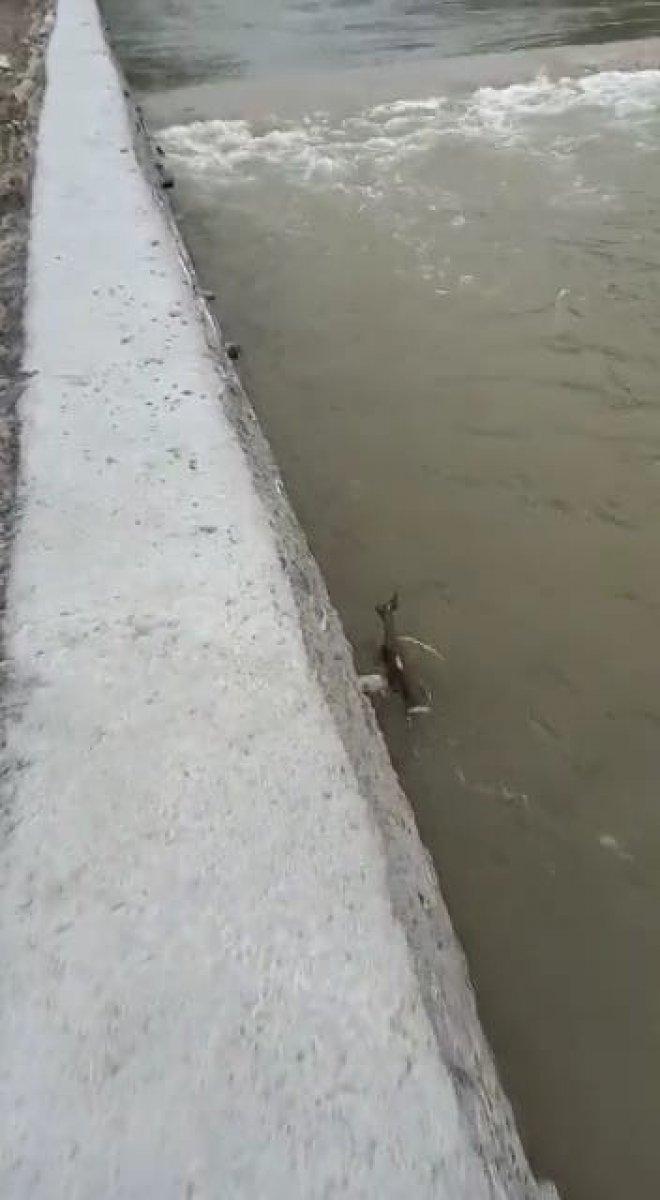 Kastamonu'da çaya düşen karacayı jandarma kurtardı