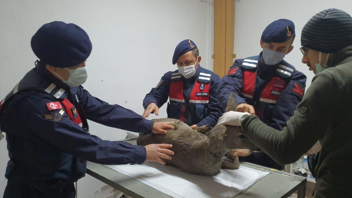 Kastamonu'da çaya düşen karacayı jandarma kurtardı