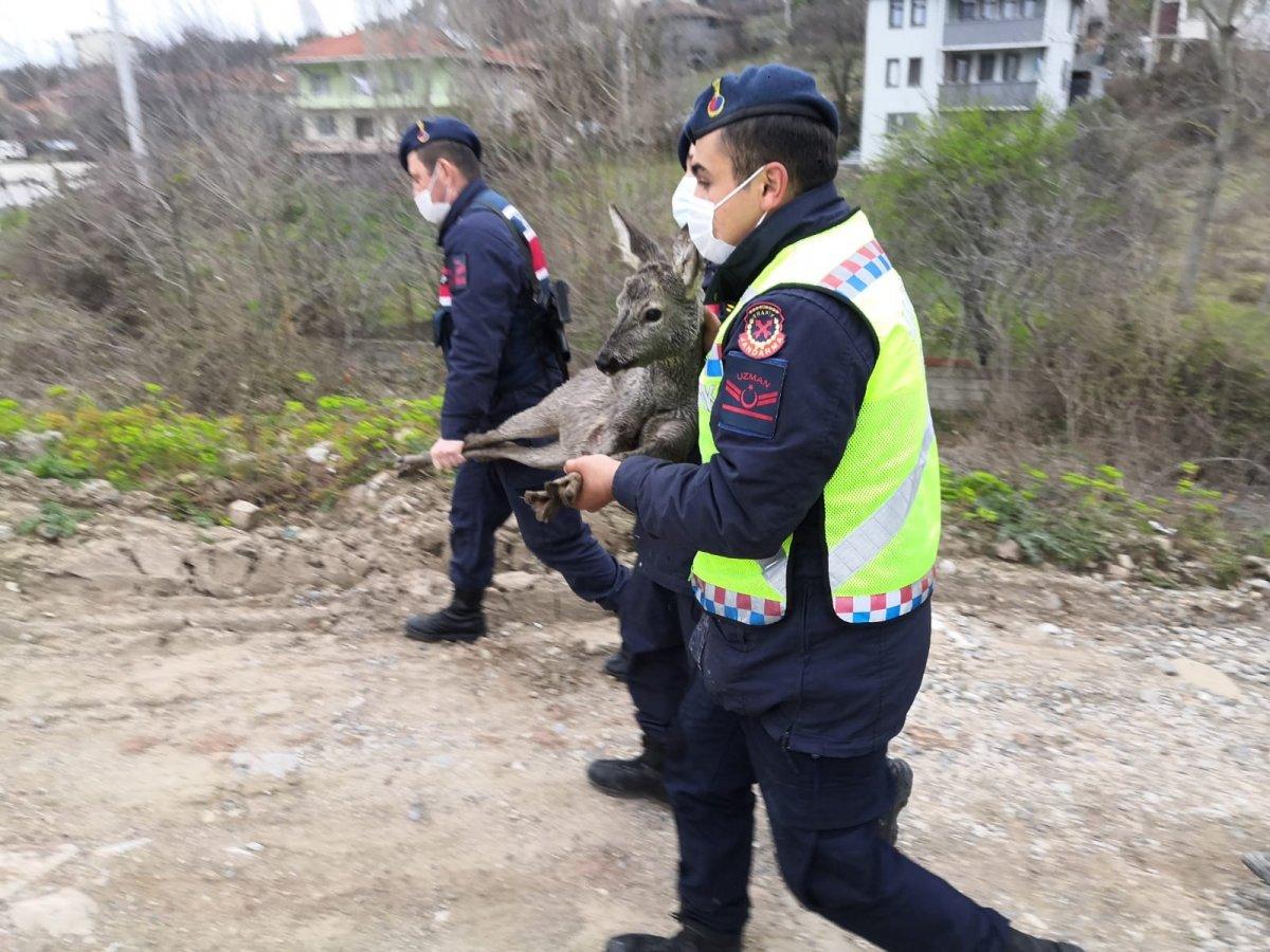Kastamonu'da çaya düşen karacayı jandarma kurtardı