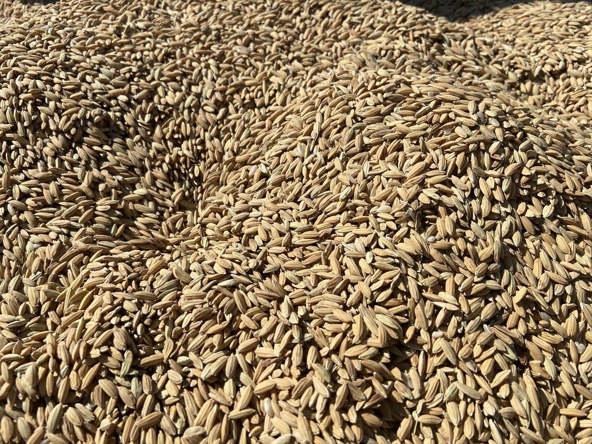 Edirne'de çeltik üreticisi TMO'ya teslimata başladı