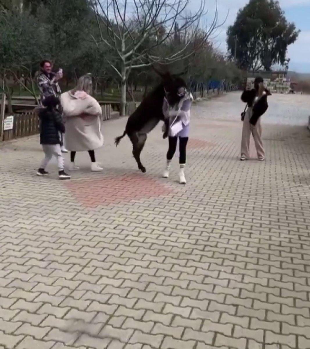 Zeynep Öztürk’ün eşekle imtihanı