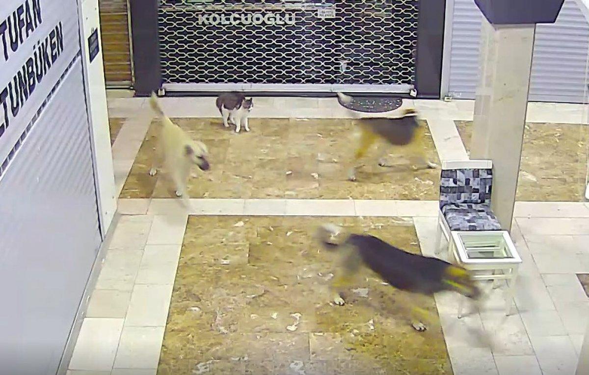 Adana kedi köpek kovalaması