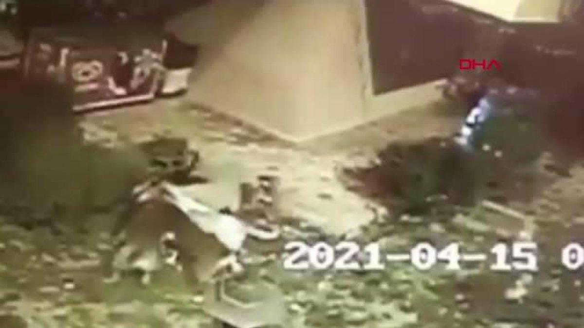 Antalya'da köpekler yavrularını korumaya çalışan kediyi parçaladı