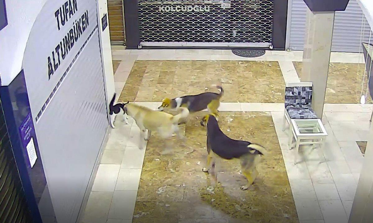 Adana kedi köpek kovalaması