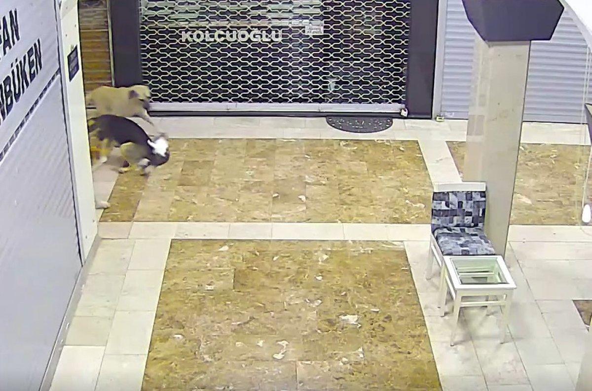 Adana kedi köpek kovalaması