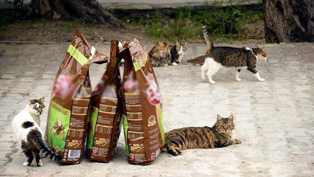 Kedi ve köpek maması ihracatı arttı