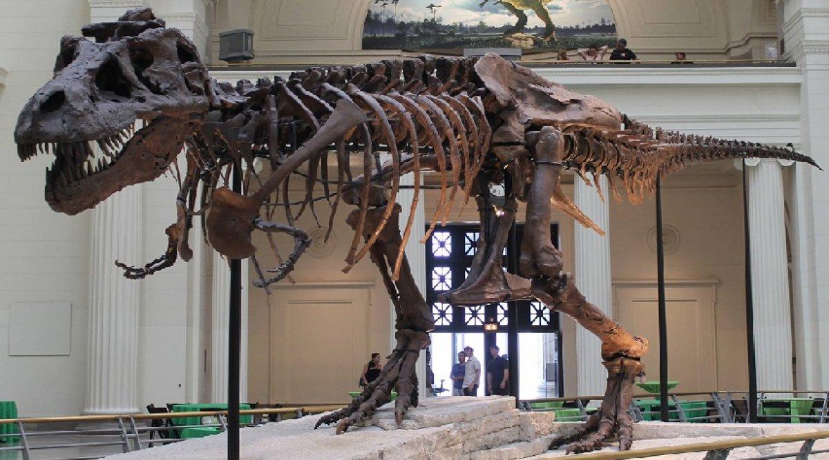 2,5 milyar T-rex dinozor türü yaşamış olduğu tahmin ediliyor
