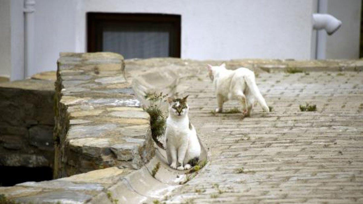 Kedi ve köpek maması ihracatı arttı