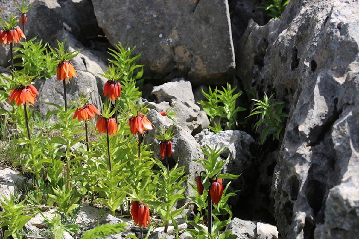 Sakız Dağı'nda ters lalelerden görsel şölen