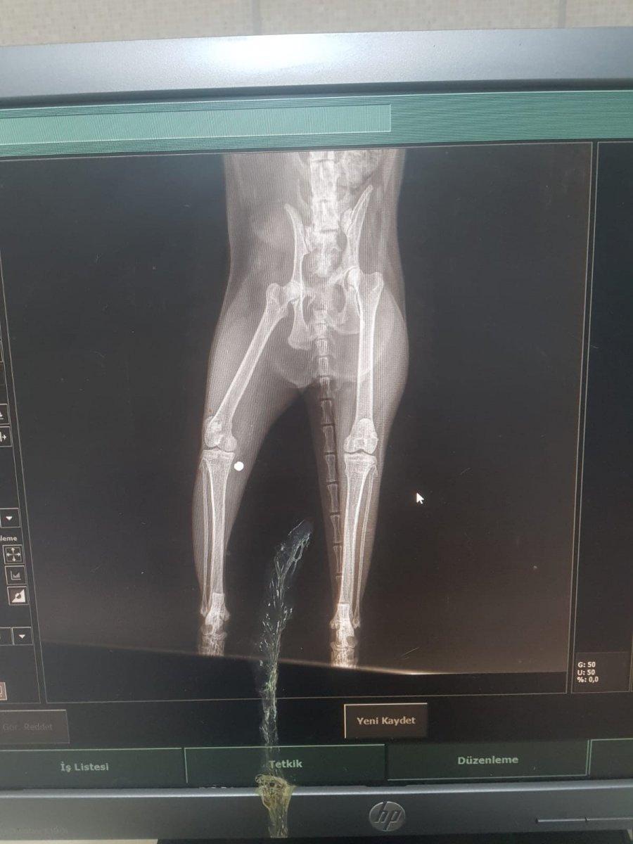 Esenyurt'taki yaralı kedinin, vurulduğu belirlendi