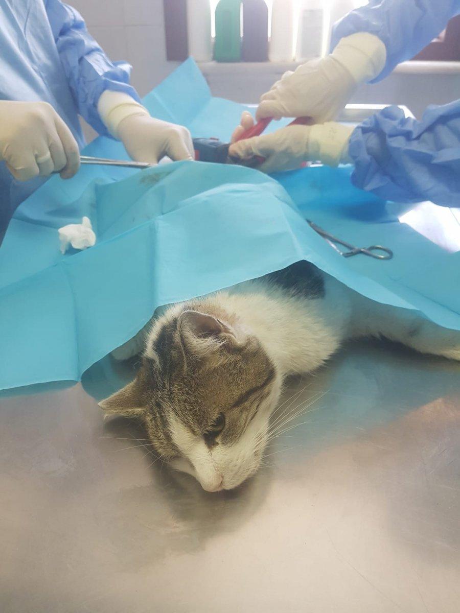 Esenyurt'taki yaralı kedinin, vurulduğu belirlendi