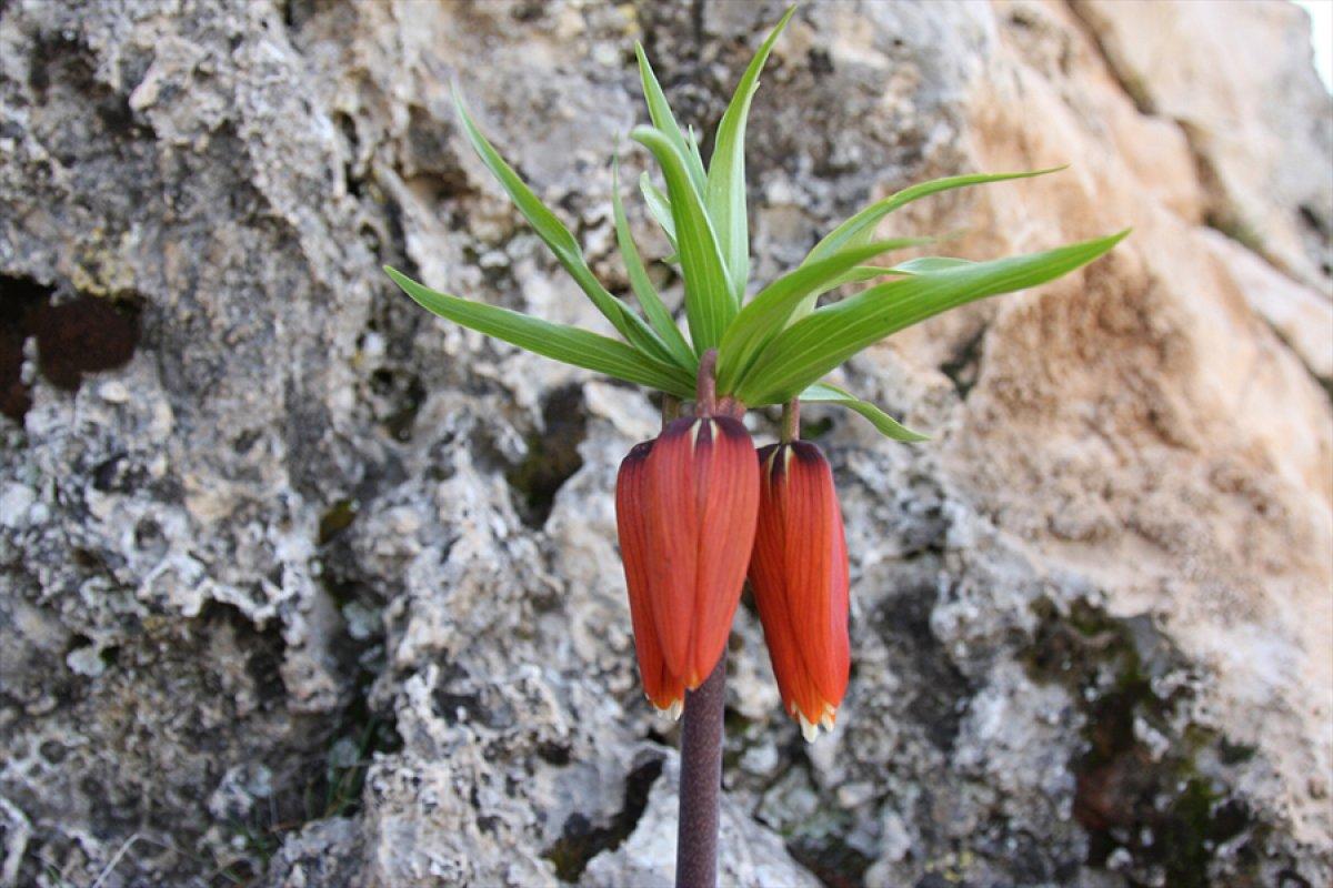 Sakız Dağı'nda ters lalelerden görsel şölen