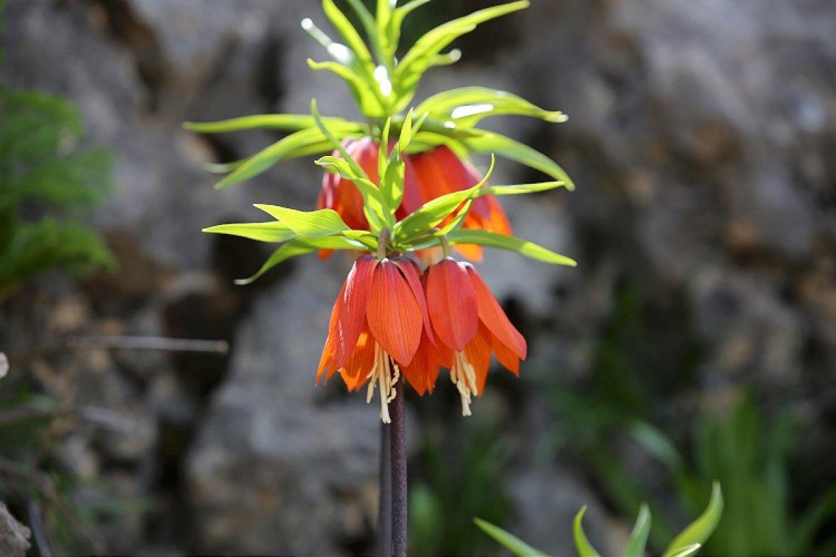 Sakız Dağı'nda ters lalelerden görsel şölen