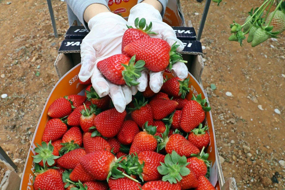 Topraksız çilek üretimi