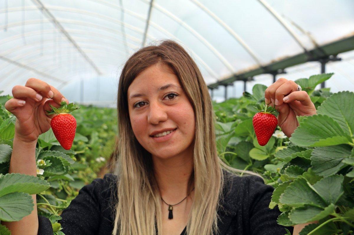 Topraksız çilek üretimi