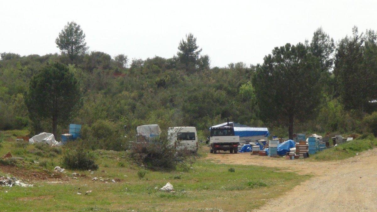 Antalya'da arı saldırısına uğrayan çoban: İnsanlar dışarı çıkamaz oldu