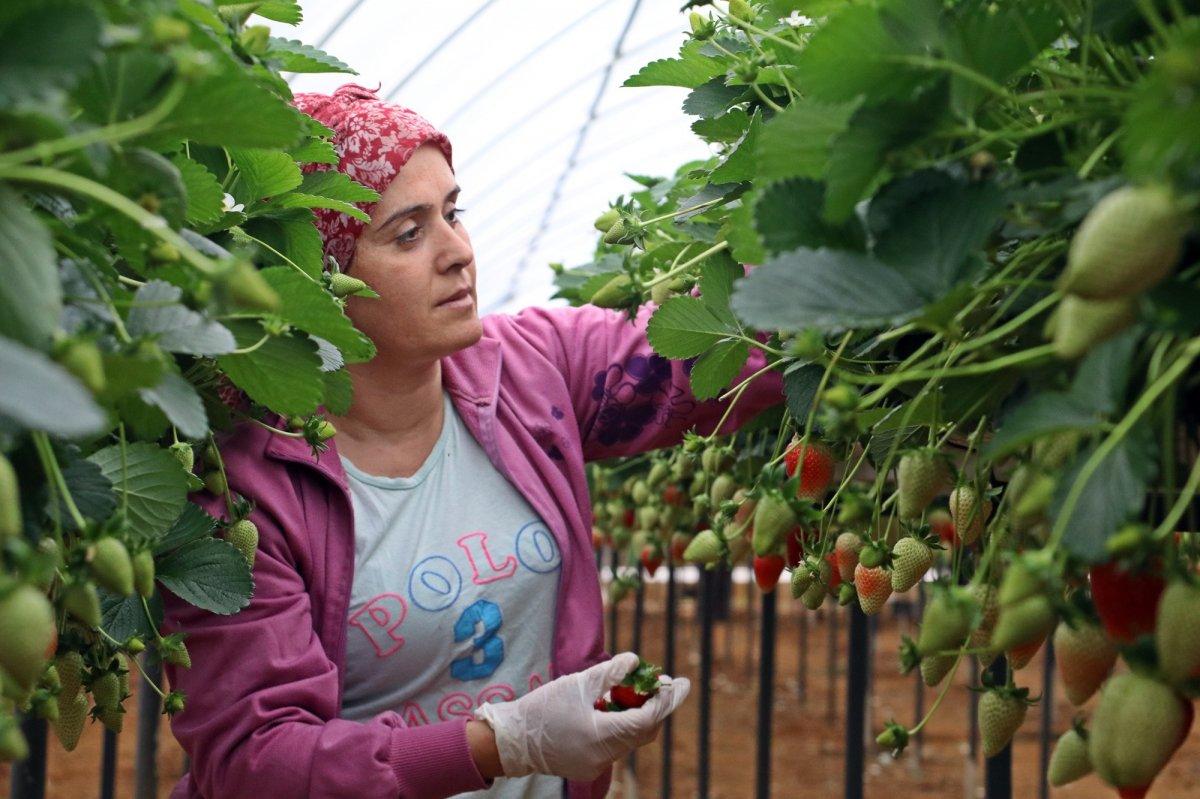 Topraksız alanda çilek üretimi arttı
