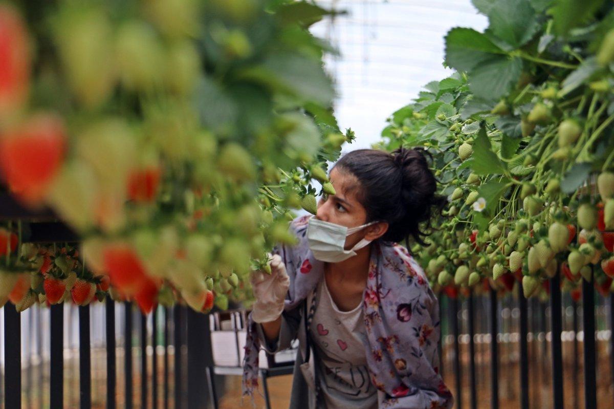 Topraksız çilek üretimi