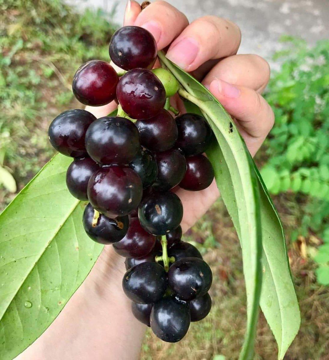 Laz Kirazı: Taflan nedir, faydaları nelerdir? Taflan (Karayemiş) nasıl tüketilir?