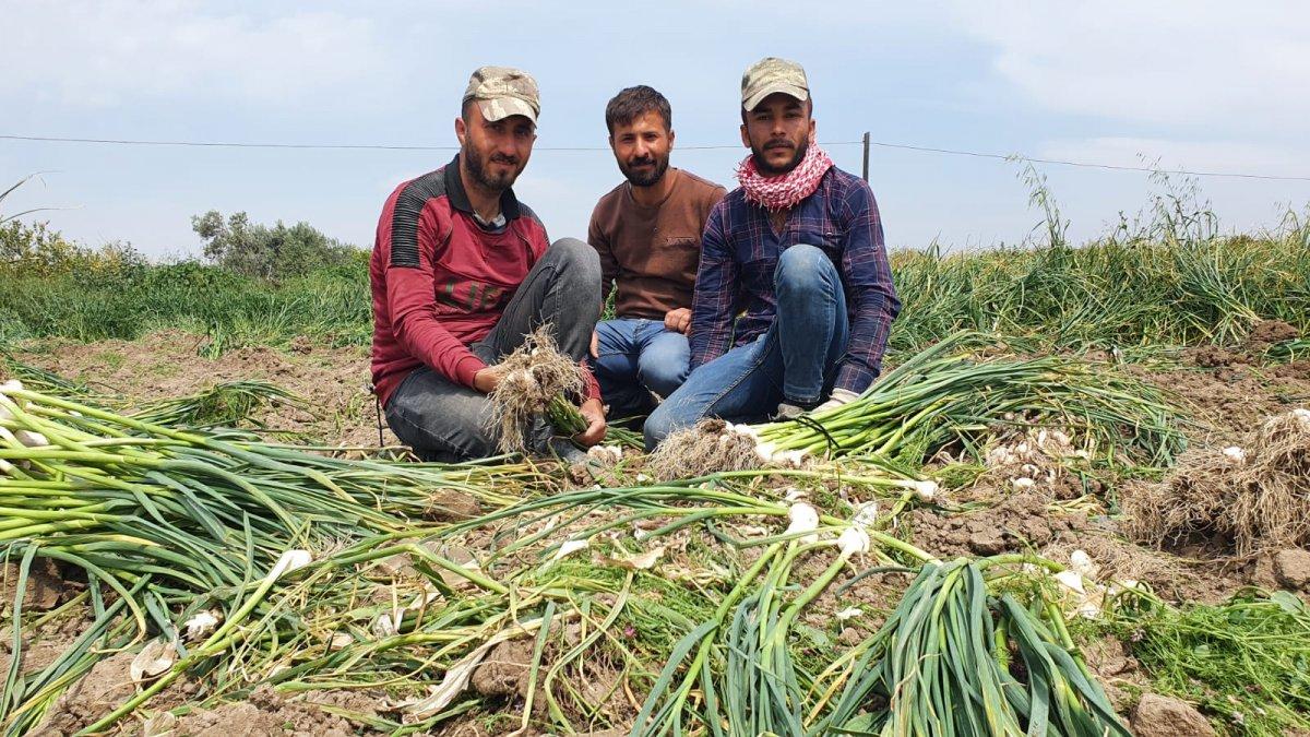 Mersin Silifke'de sarımsak hasadı başladı