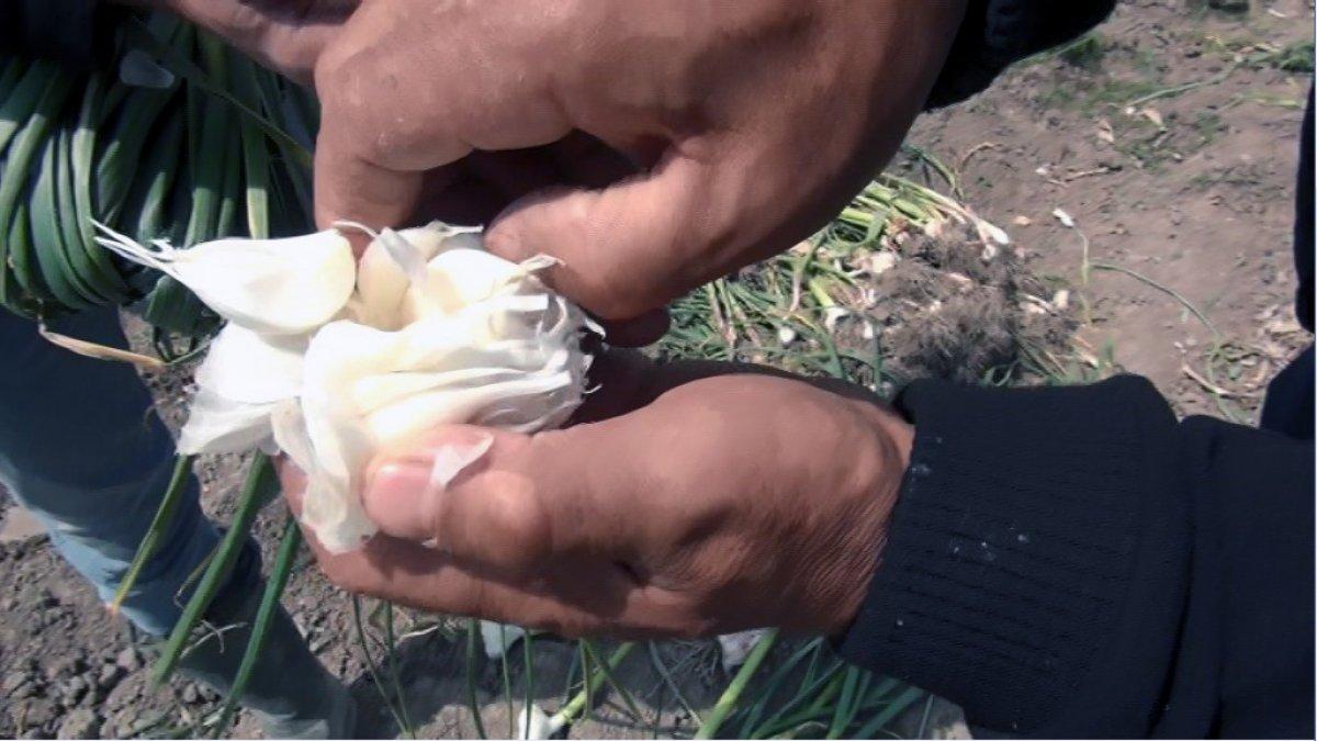 Mersin Silifke'de sarımsak hasadı başladı