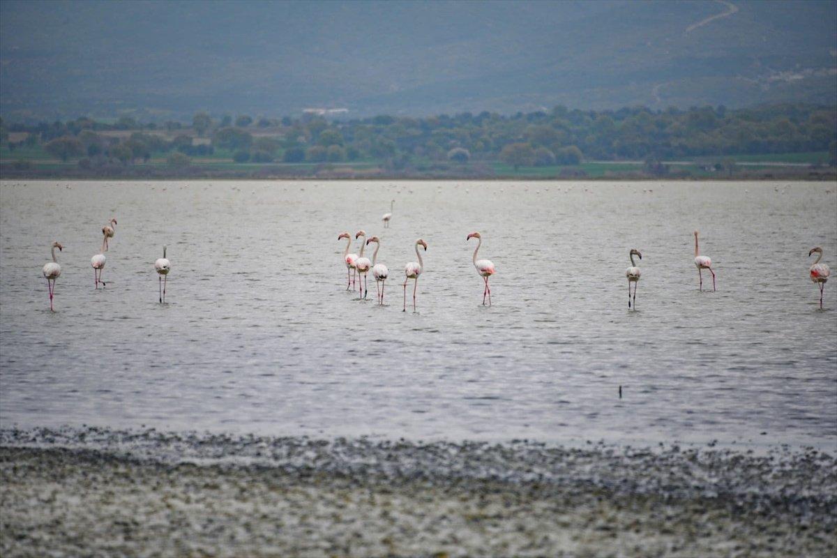 Gelibolu Yarımadası, flamingolara ev sahipliği yaptı