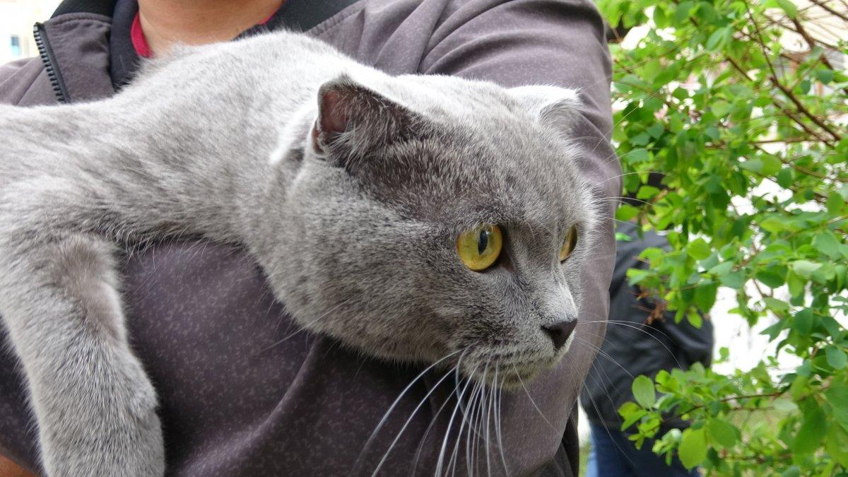 Van'da dördüncü kattan aşağı düşen kediye hiçbir şey olmadı