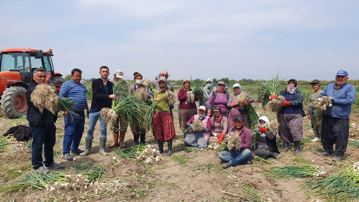 Mersin Silifke'de sarımsak hasadı başladı