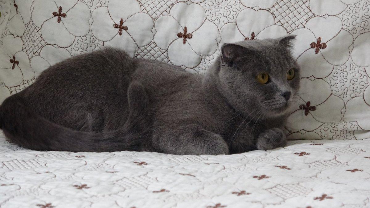 Van'da dördüncü kattan aşağı düşen kediye hiçbir şey olmadı