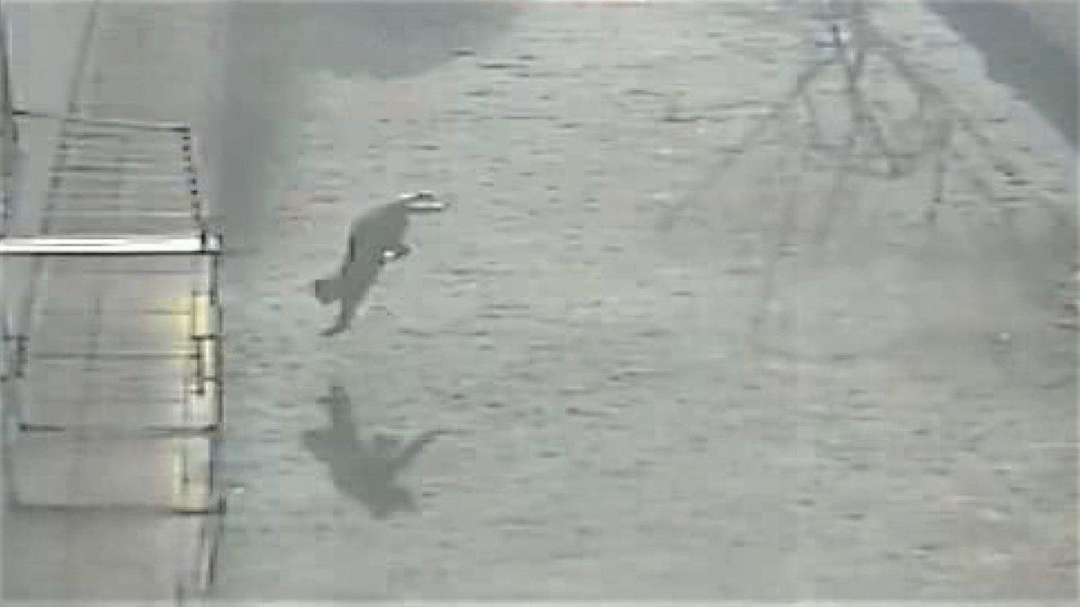 Van'da dördüncü kattan aşağı düşen kediye hiçbir şey olmadı