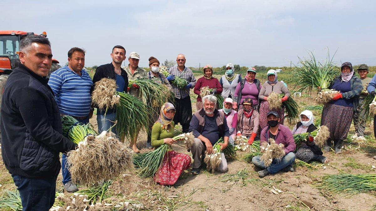 Mersin Silifke'de sarımsak hasadı başladı