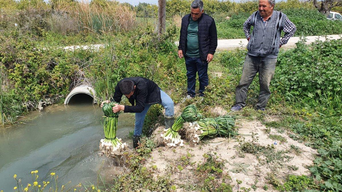 Mersin Silifke'de sarımsak hasadı başladı