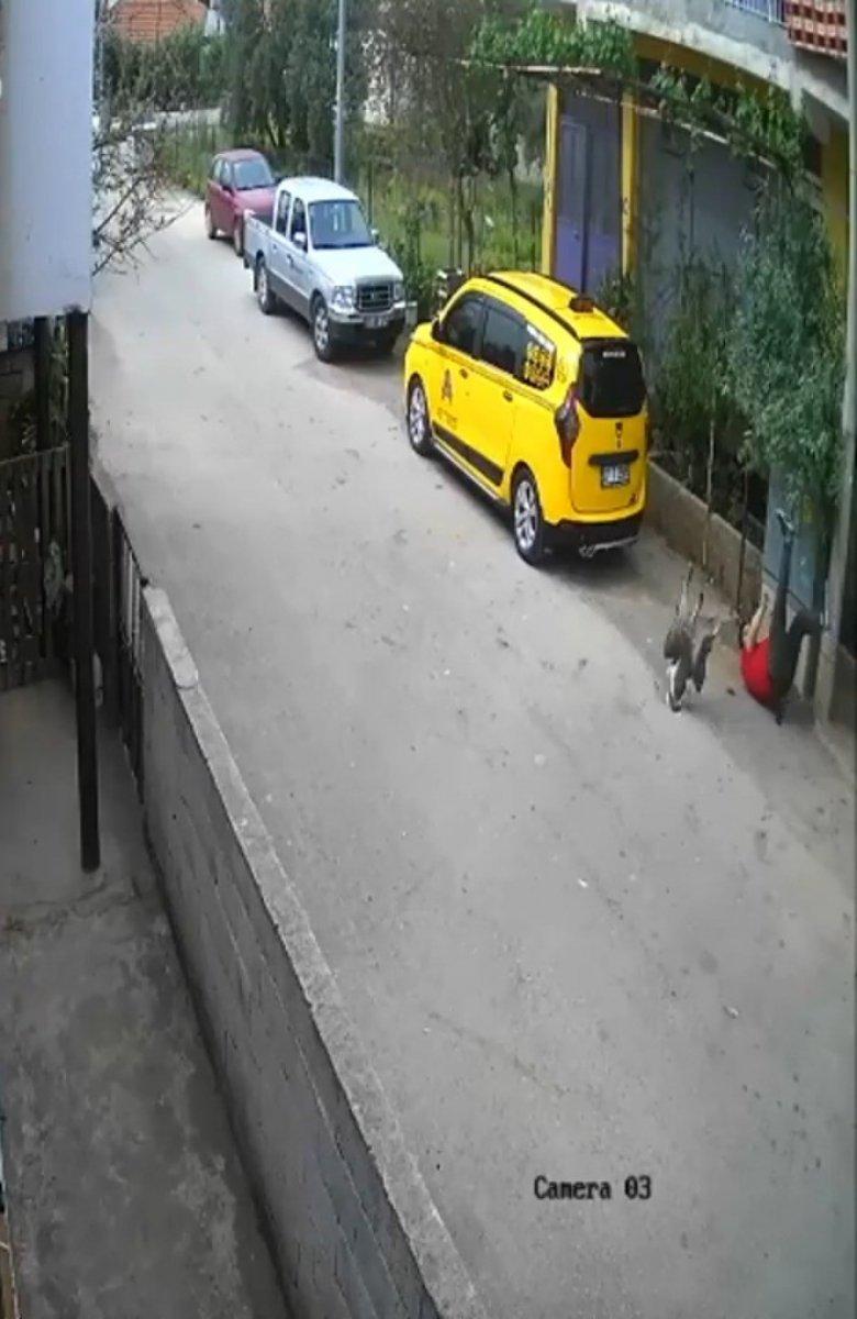 Antalya'da taşladığı kazlar tarafından kovalandı