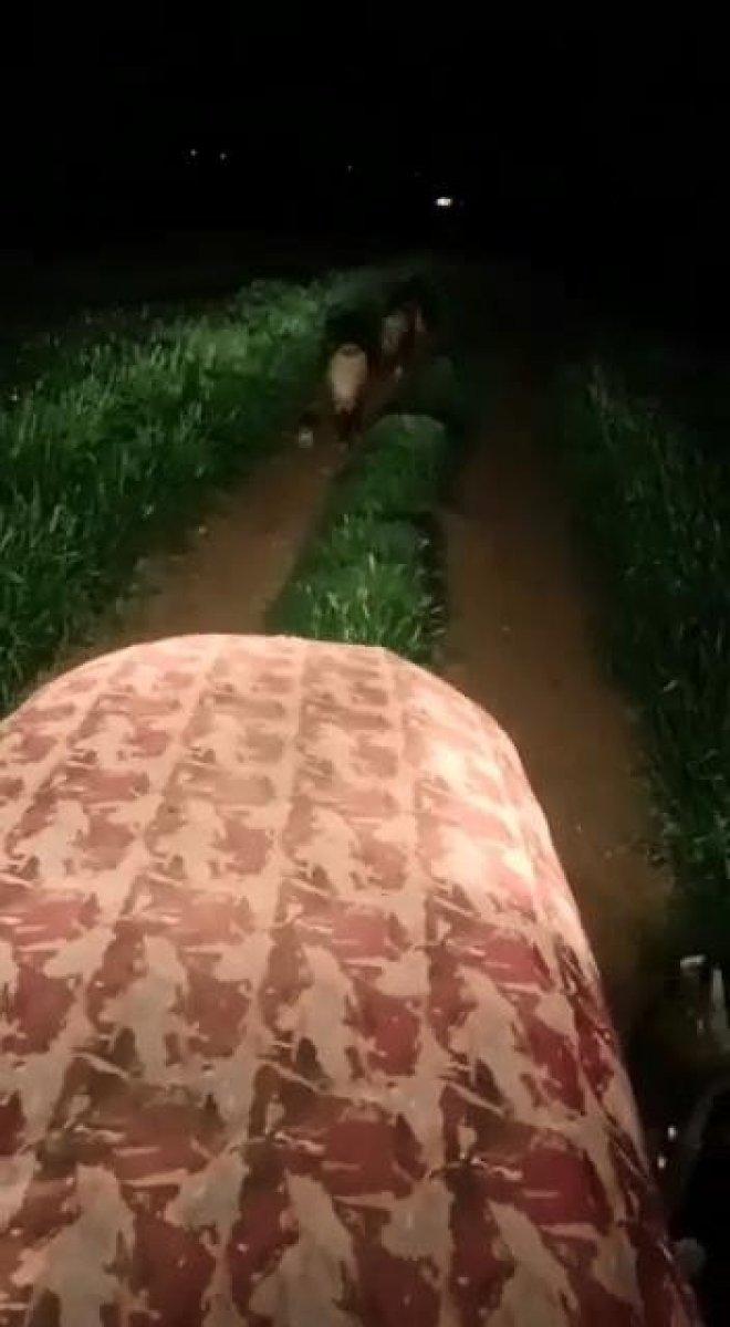 Diyarbakır’da tarlada domuz sürüsünü gören vatandaşın şaşkınlığı