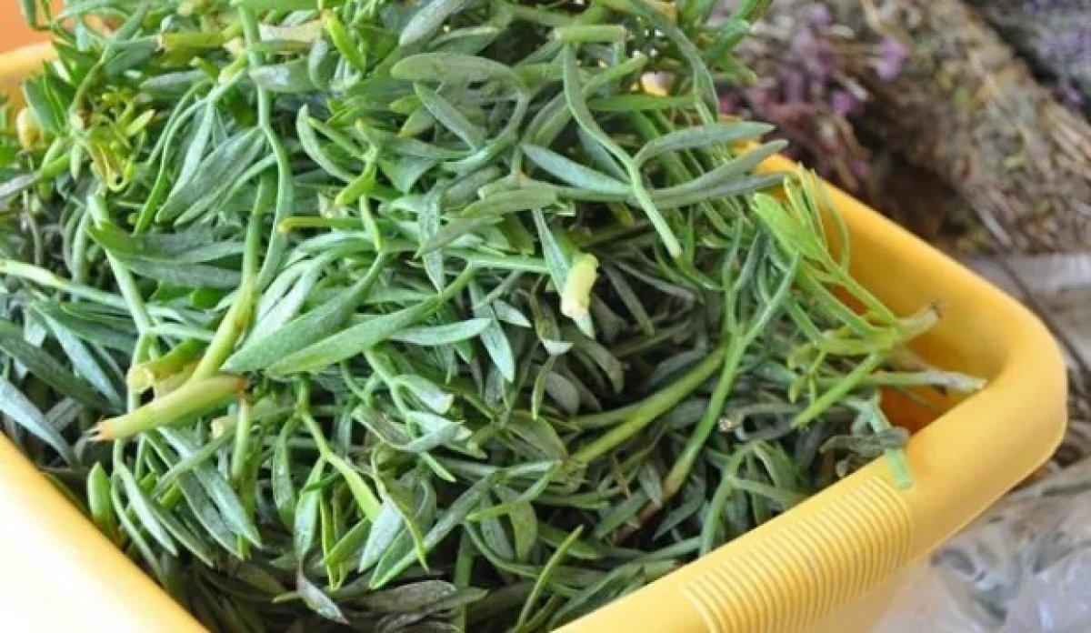 Mide ekşimesine doğal çözüm: Kaya koruğu nedir, faydaları nelerdir?