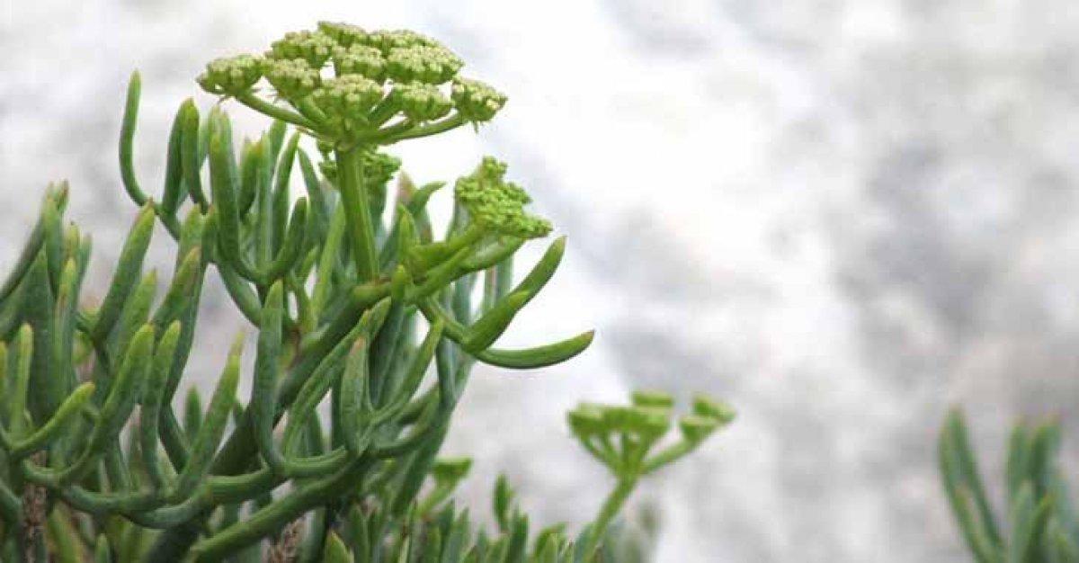 Mide ekşimesine doğal çözüm: Kaya koruğu nedir, faydaları nelerdir?