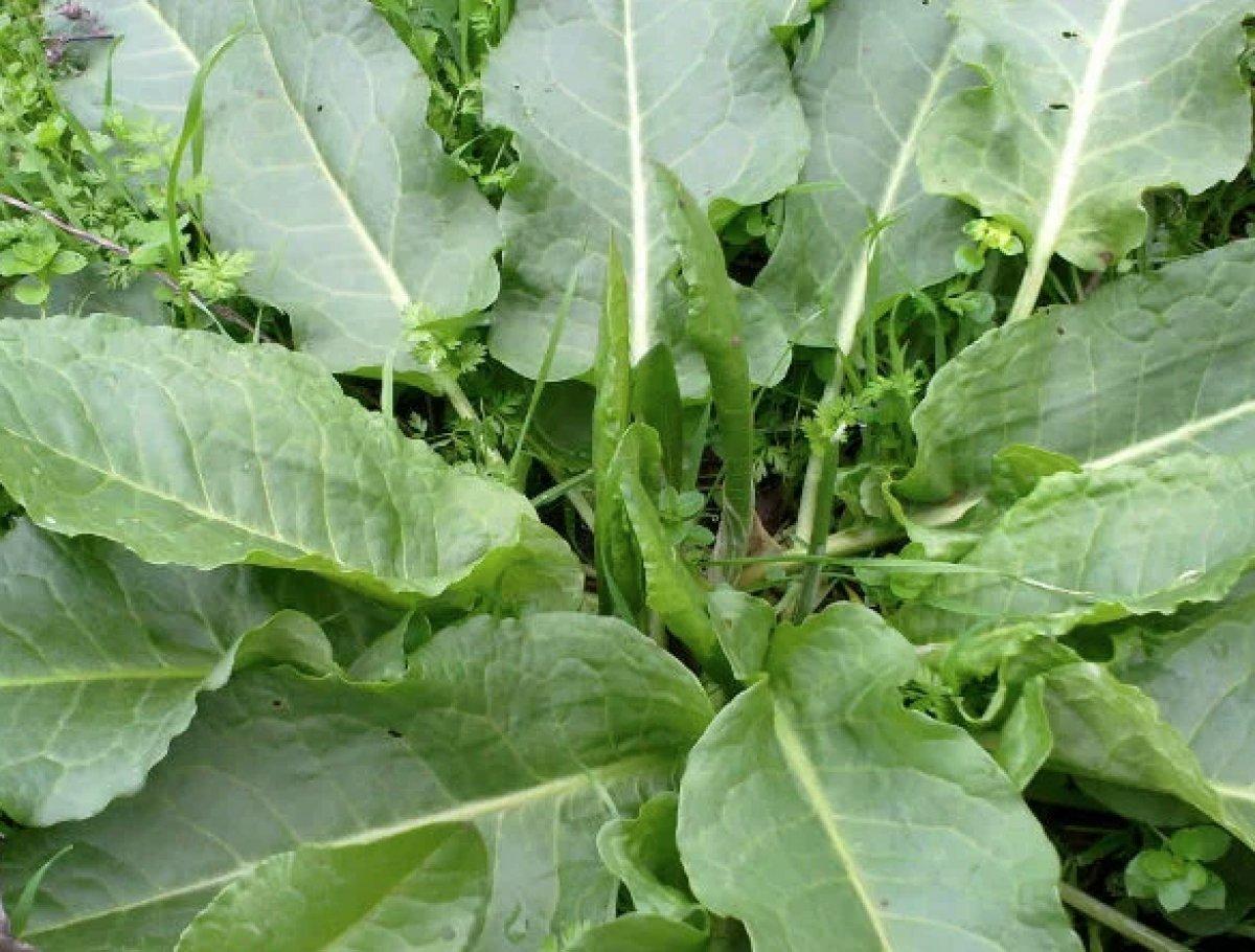 Yayladan sofraya uzanan şifa: Evelik çorbası tarifi