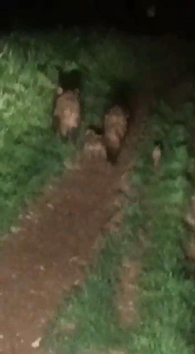 Diyarbakır’da tarlada domuz sürüsünü gören vatandaşın şaşkınlığı