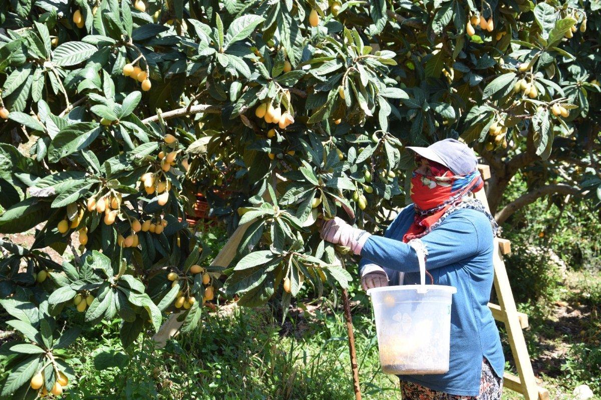 Malta eriği hasadı devam ediyor