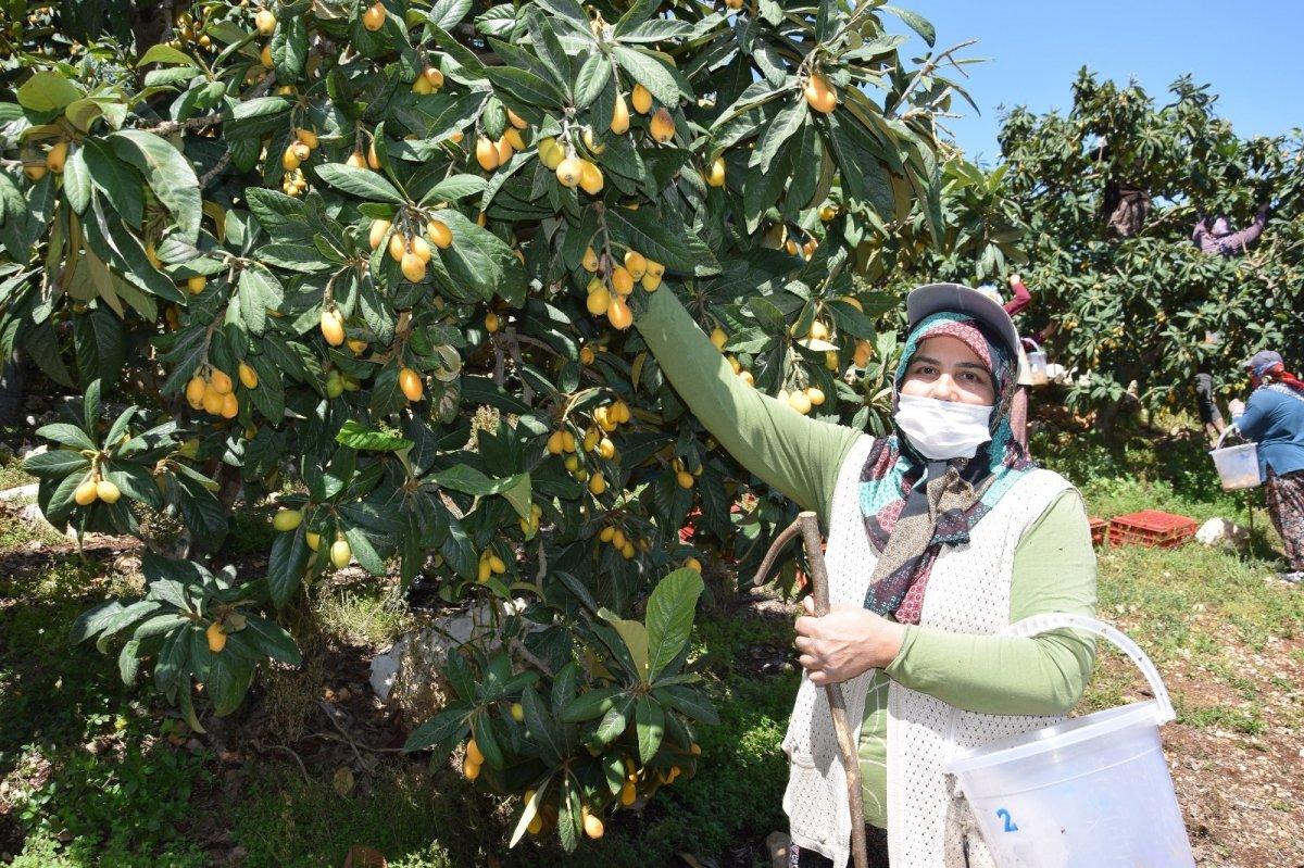 Malta eriği hasadı devam ediyor