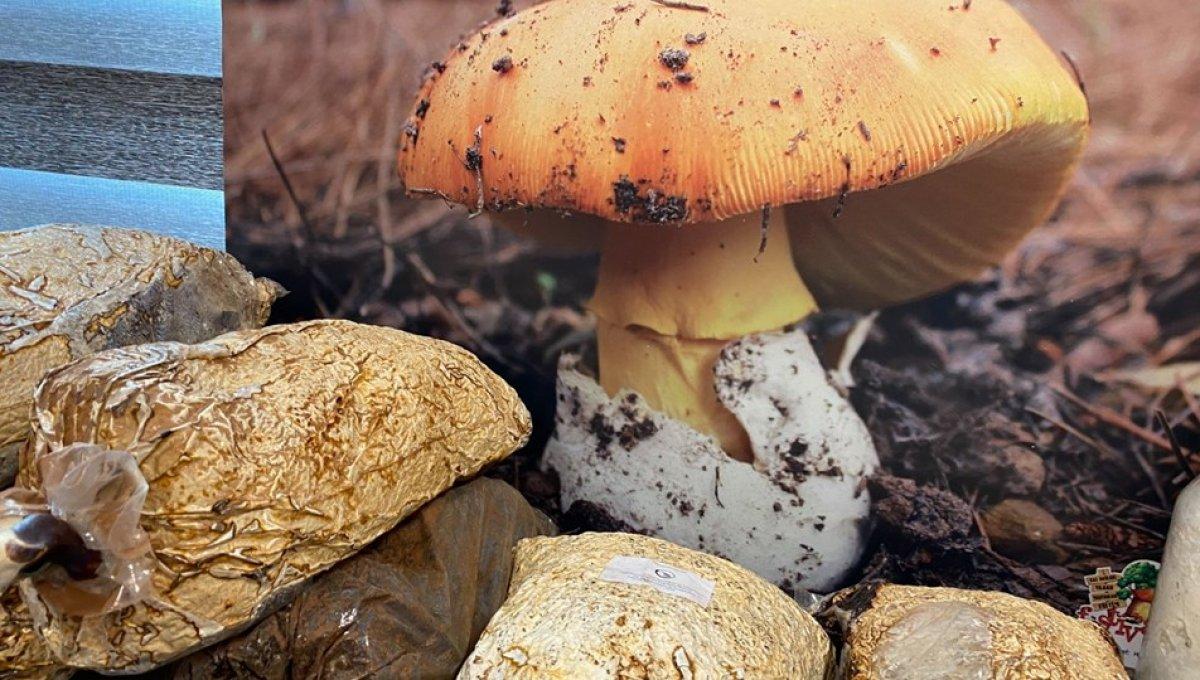 Köy göçüren mantarı ölüm saçıyor