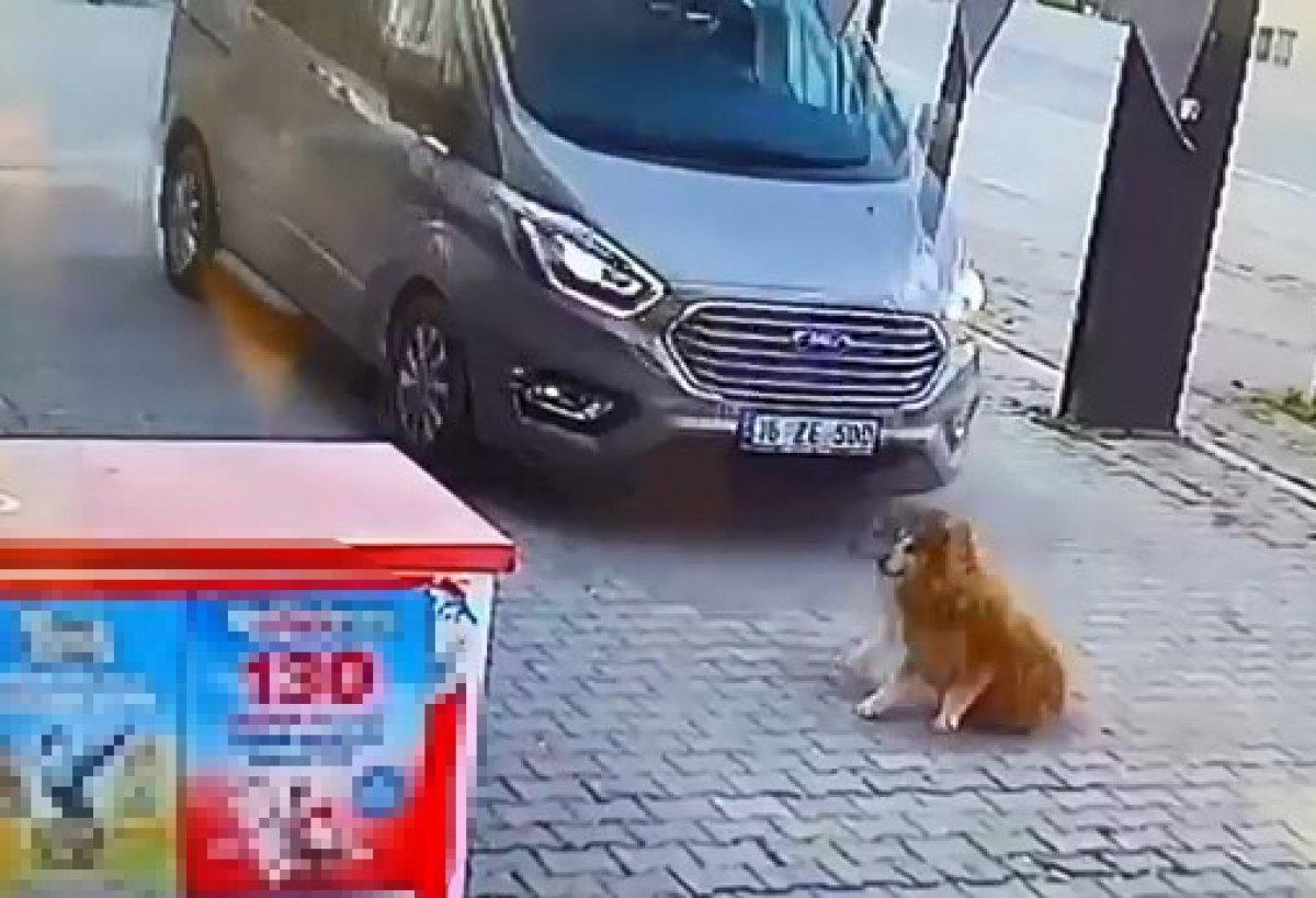Bursa'da köpeği ezip, kaçan sürücü