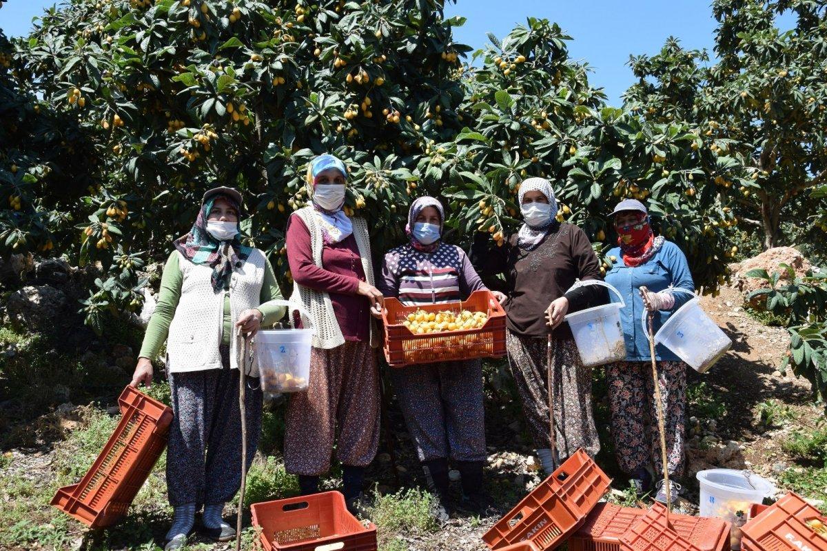 Malta eriği hasadı devam ediyor